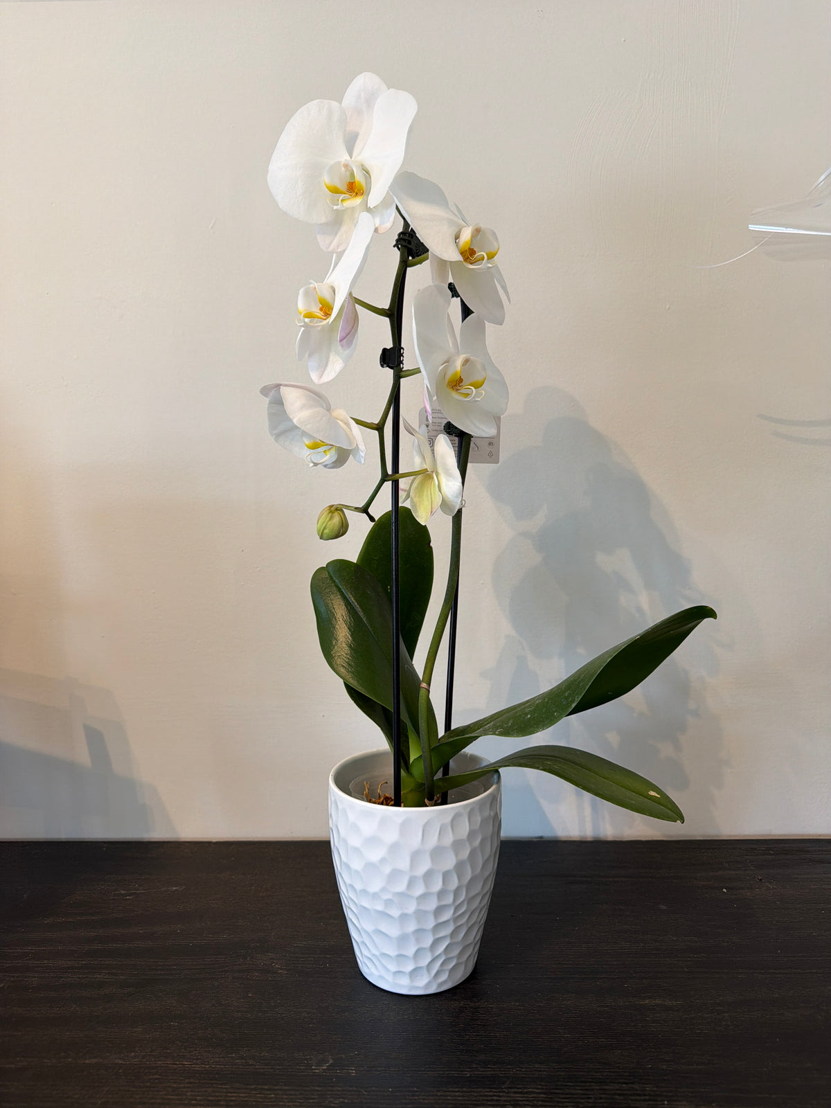 Orchid with pot