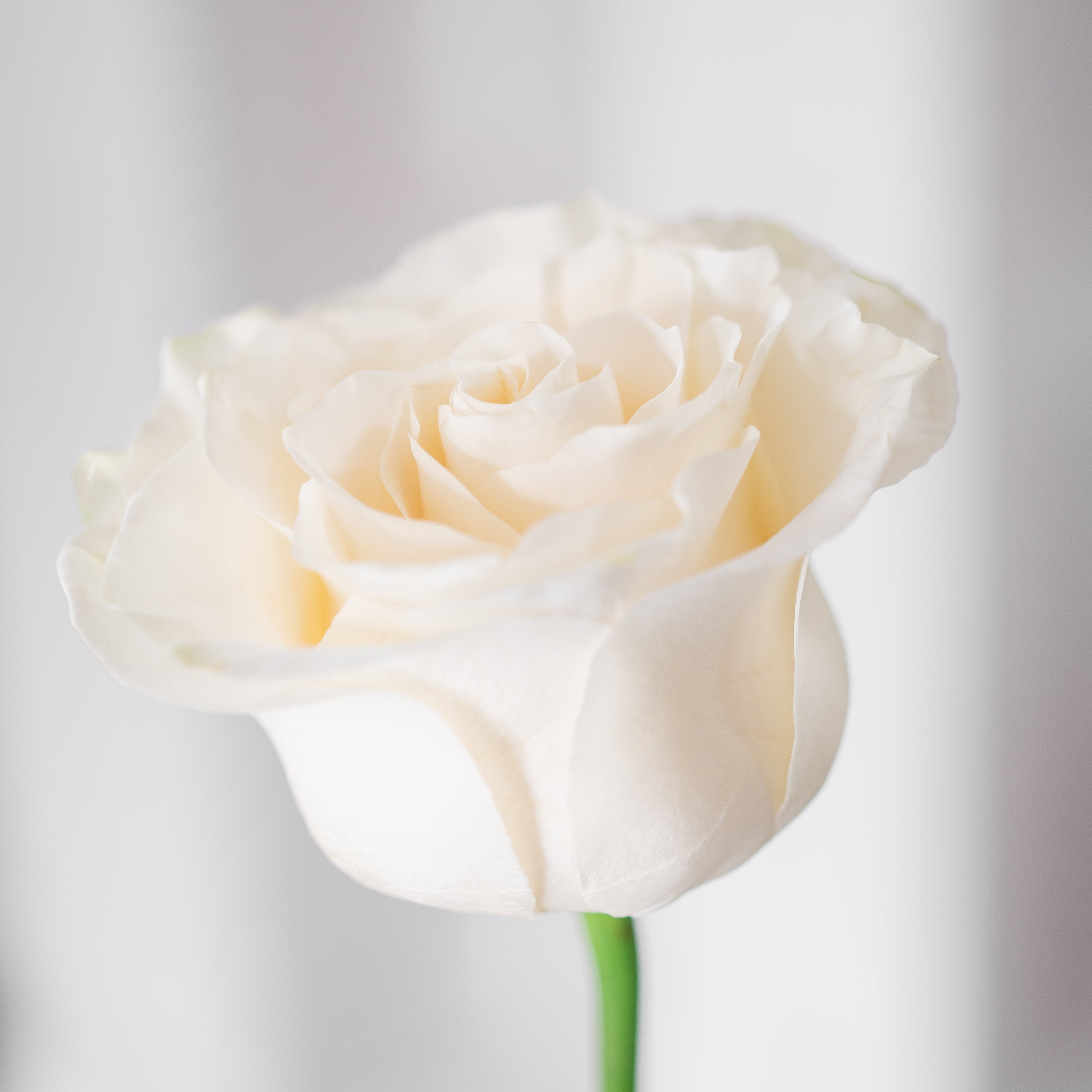 BLANCHE | ROSE HAT BOX