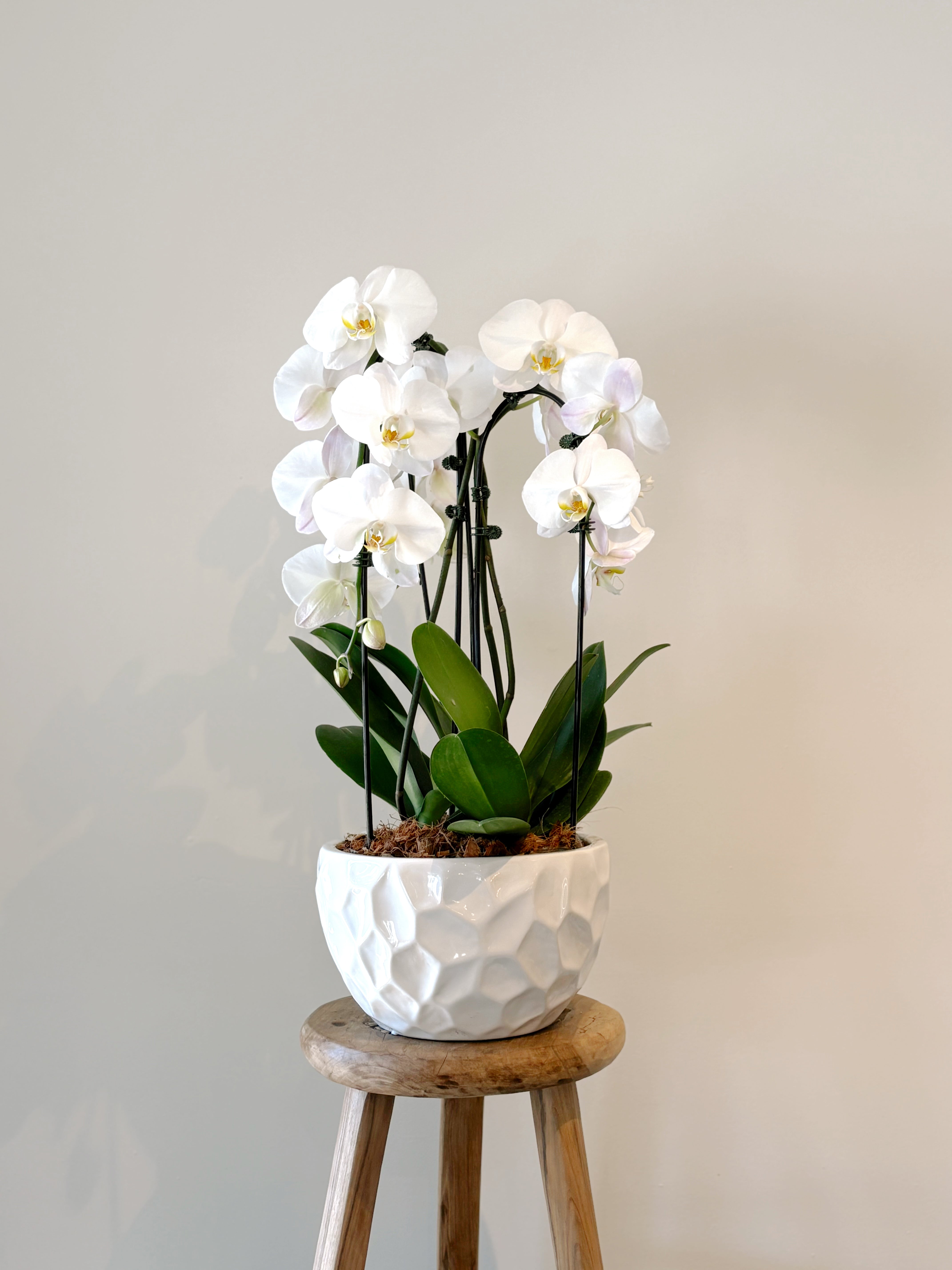 Cascading Orchid Bowl