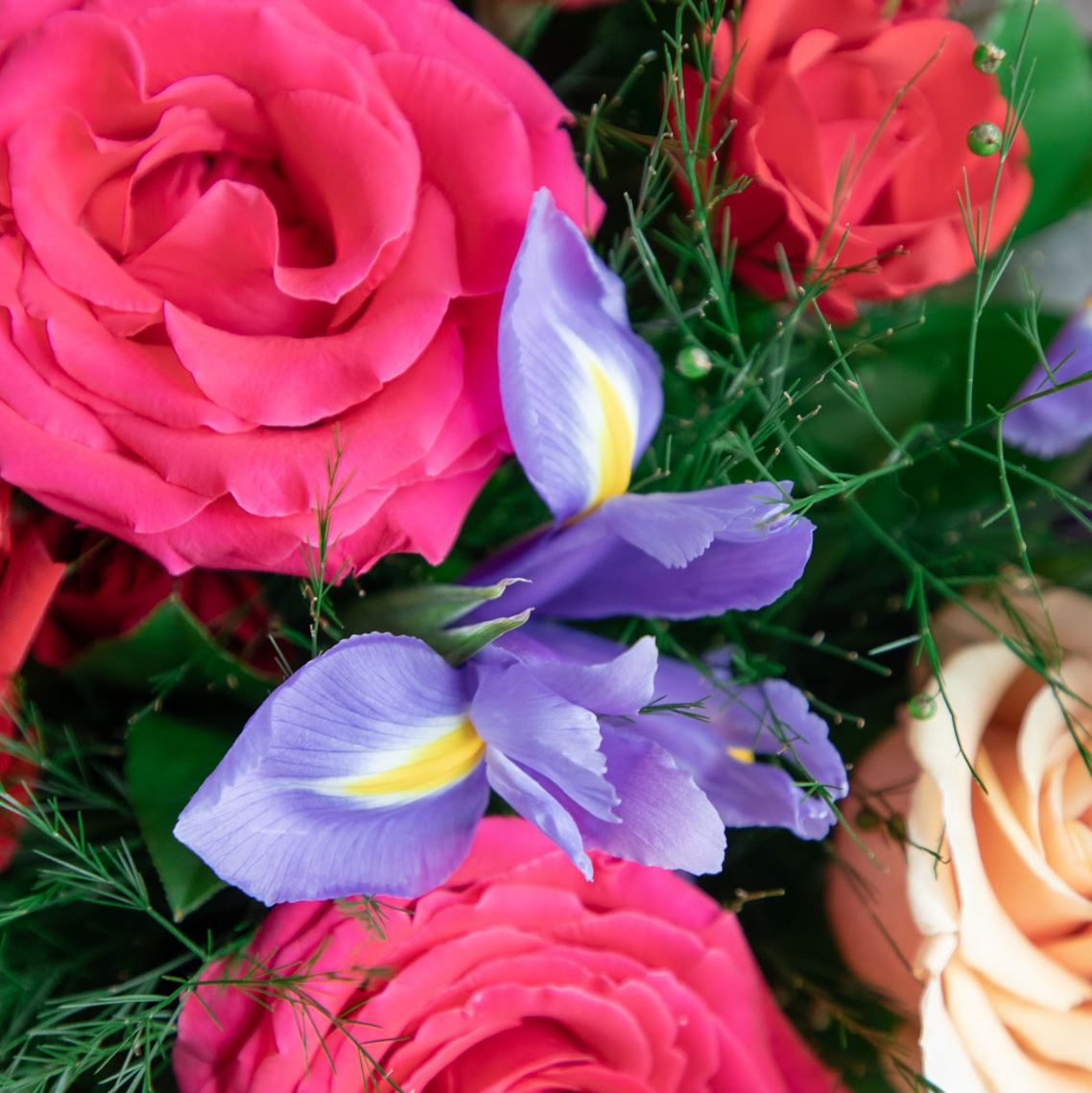 Close up of purple iris, rink and red roses