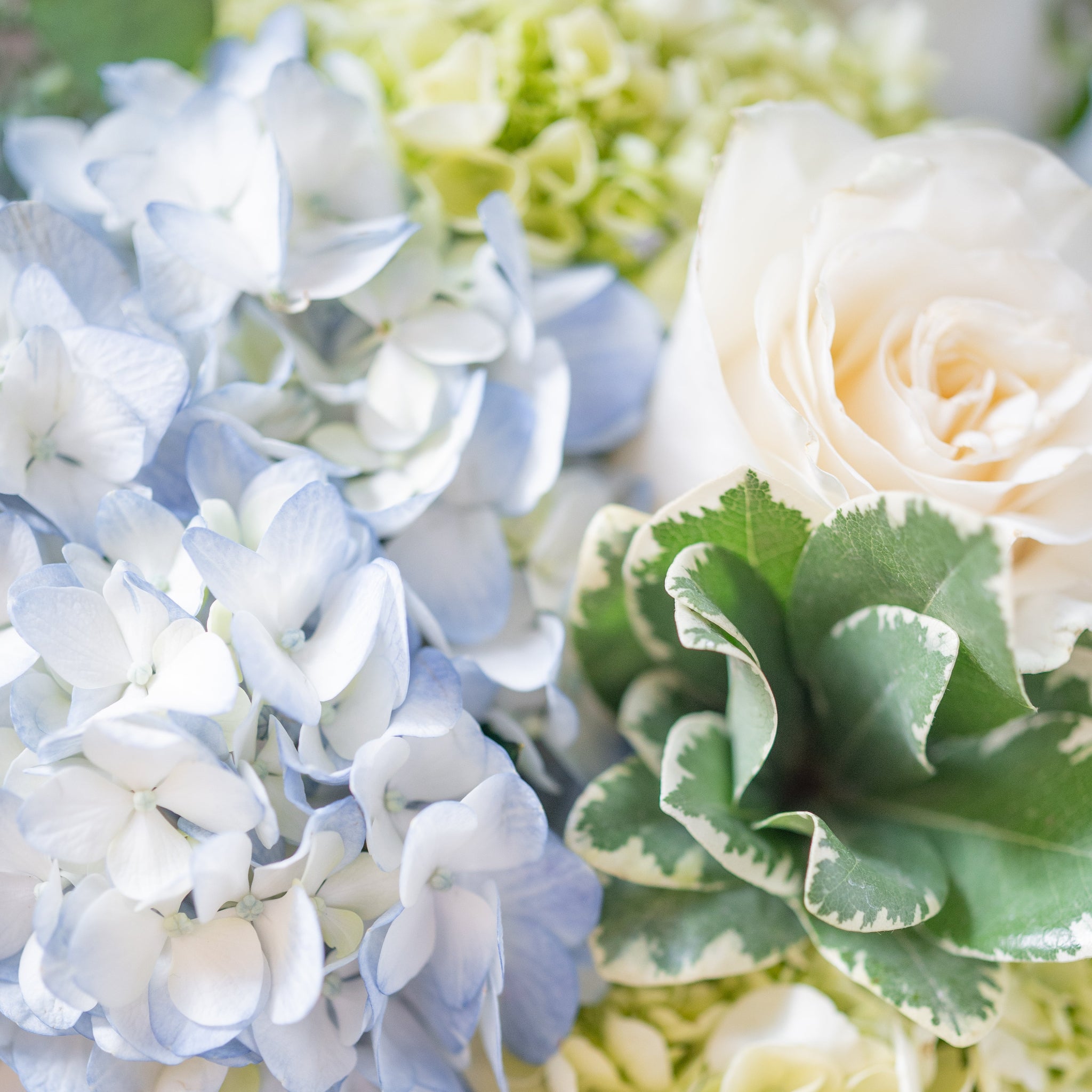 Close-up of a bouquet with blue hydrangeas, white roses, and green pittsporum leaves.