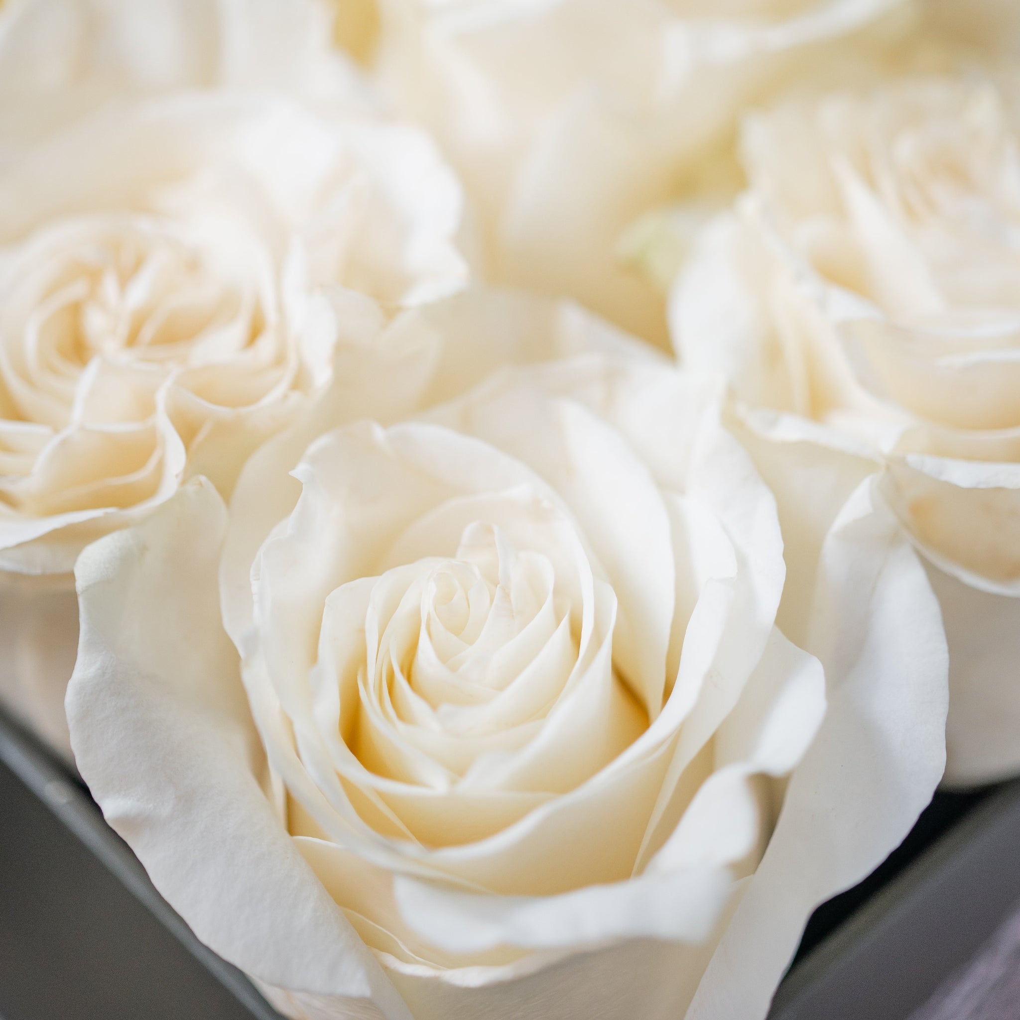 Close-up of white roses with a soft focus background