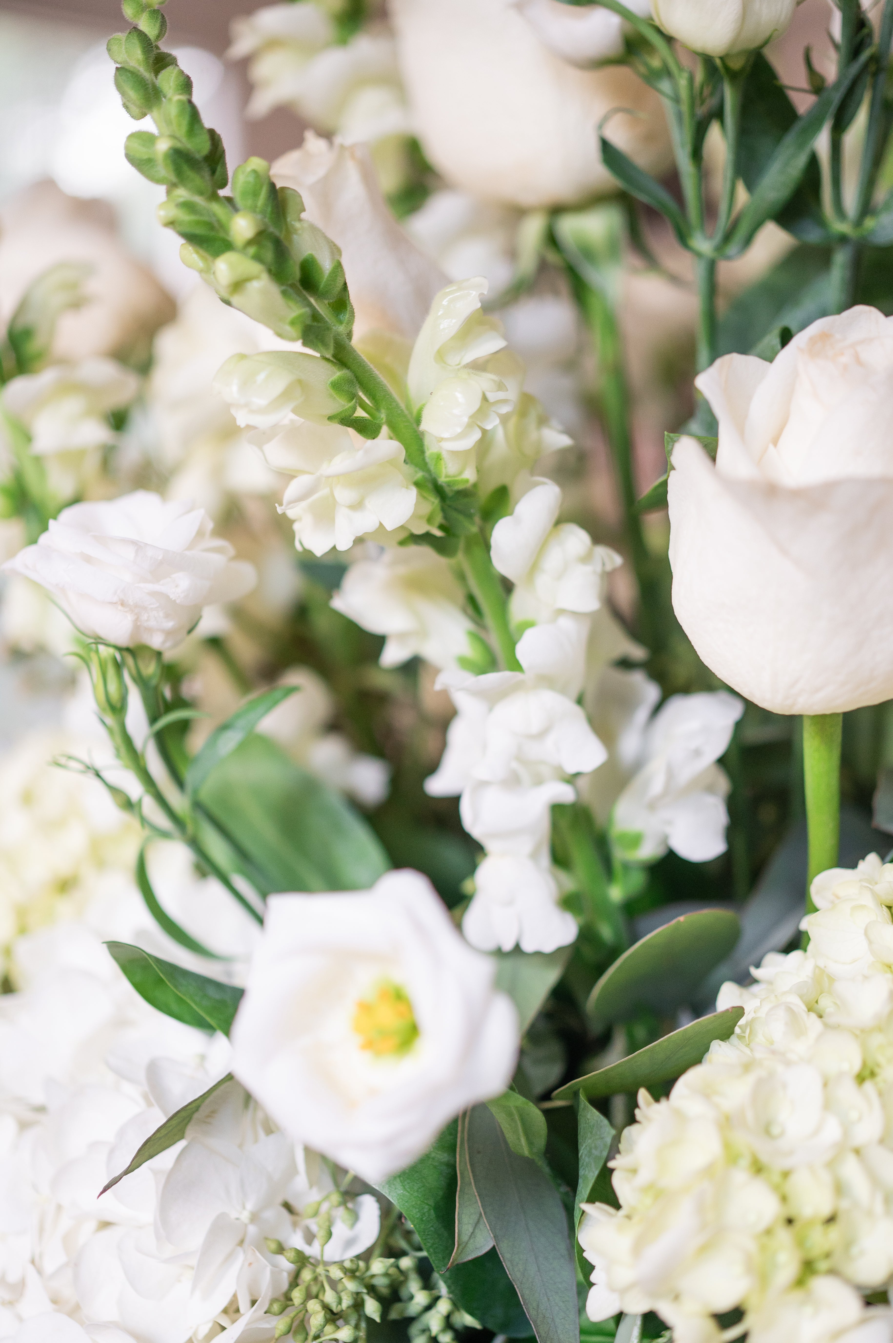 Close-up of white flowers with green stems and leaves.