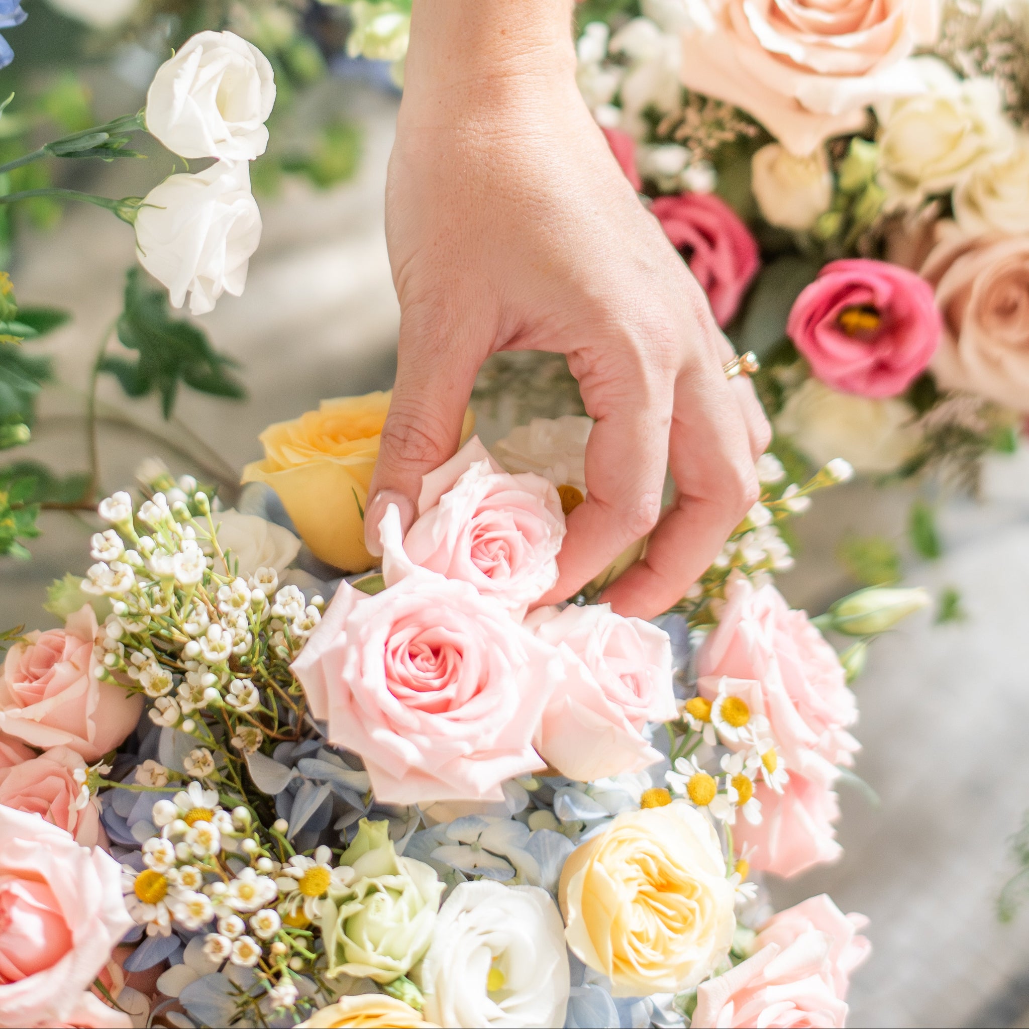 hand arranging pastel flower arrangement of blush spray roses, white wax flower, feverfew, blue hydrangea