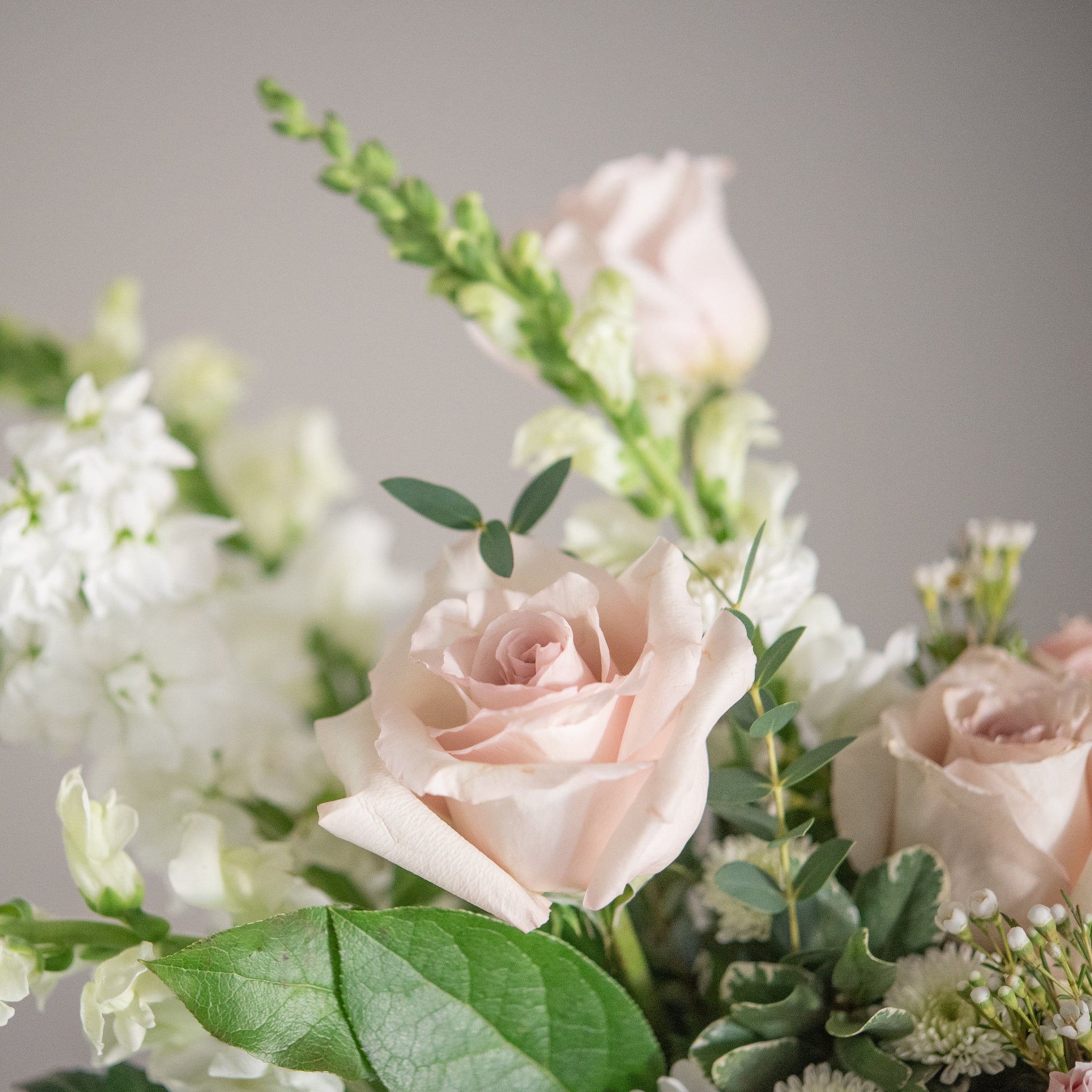 Close-up of a bouquet of pink and white roses with green leaves on a neutral background