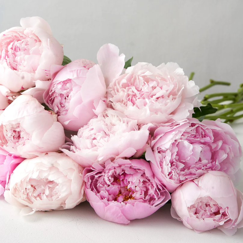 The Art Of Peony Care