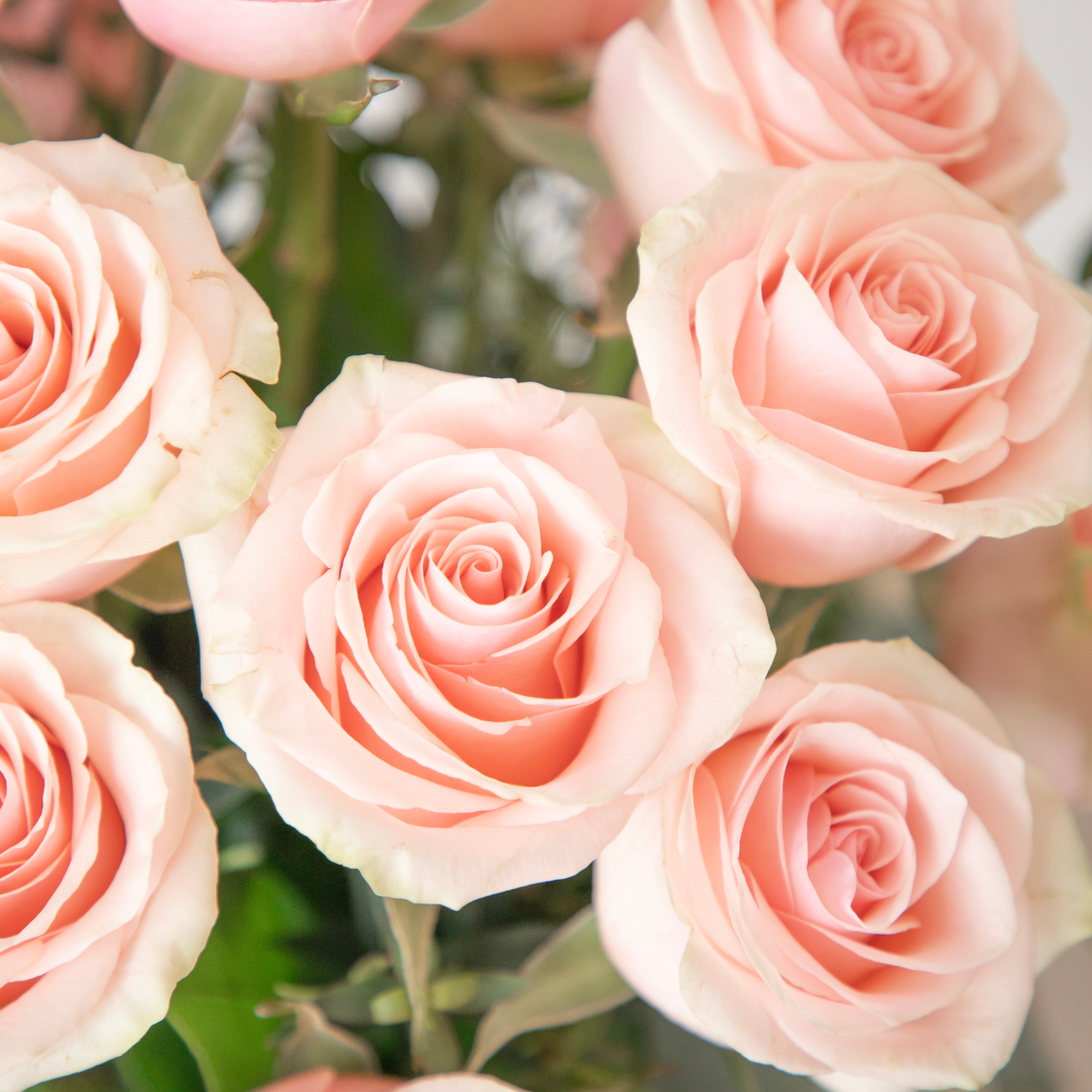 Close-up of pink roses with a soft focus background from Lovebird Flowers