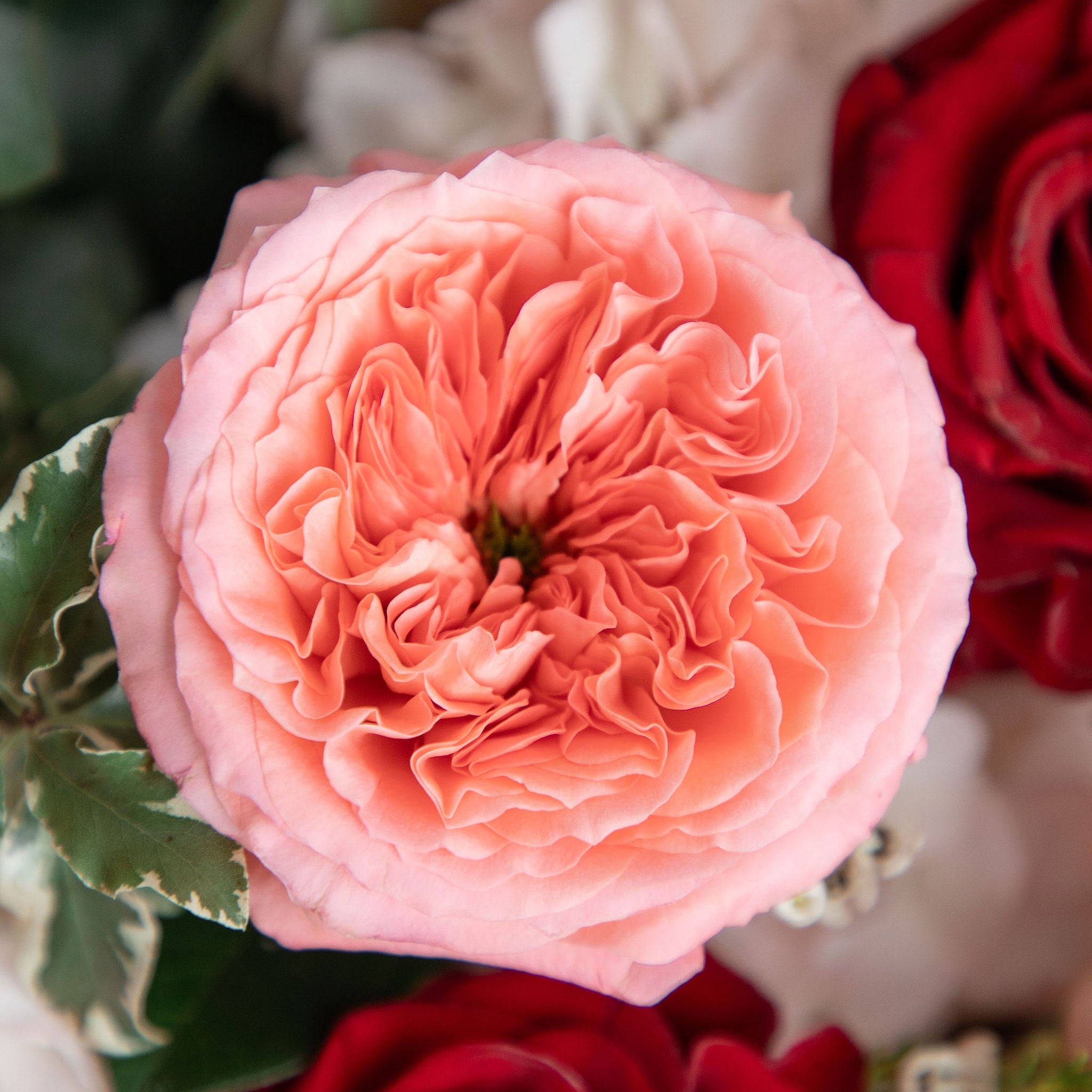 Close-up of a pink garden rose surrounded by red and white flowers.