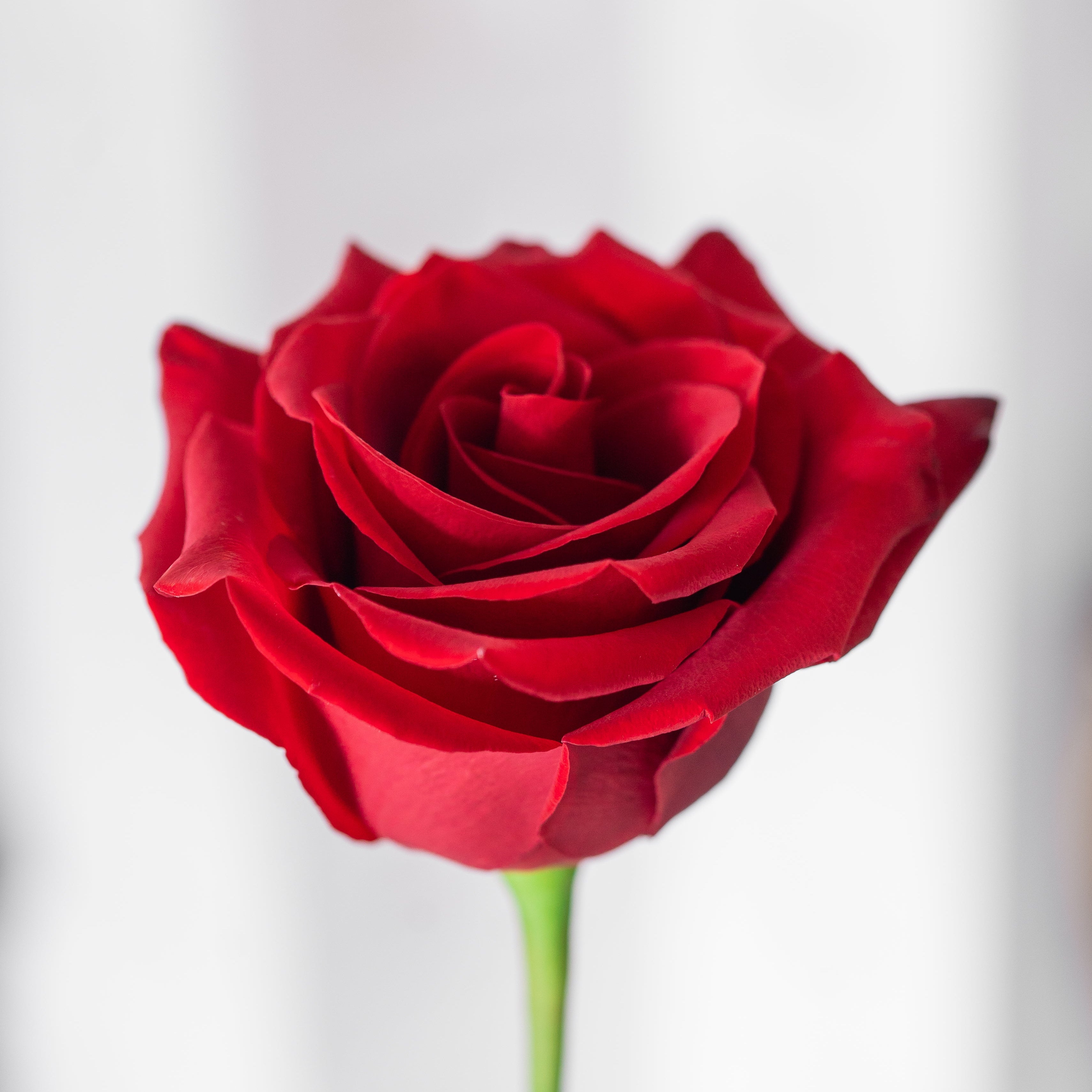 THE CLASSIC ROSE BOUQUET | 12, 24, 48 or 100 long stemmed roses
