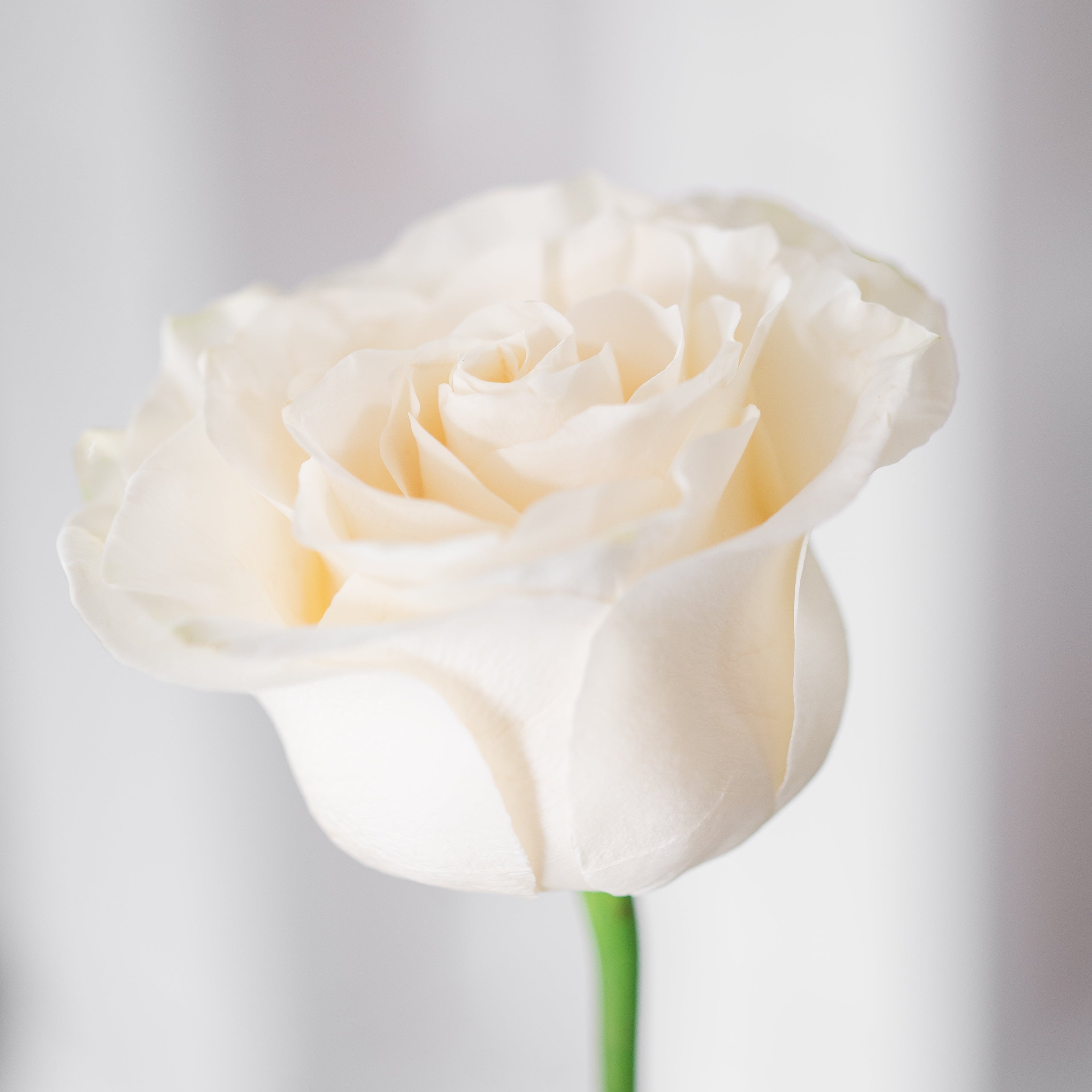 THE ROSE ARRANGEMENT