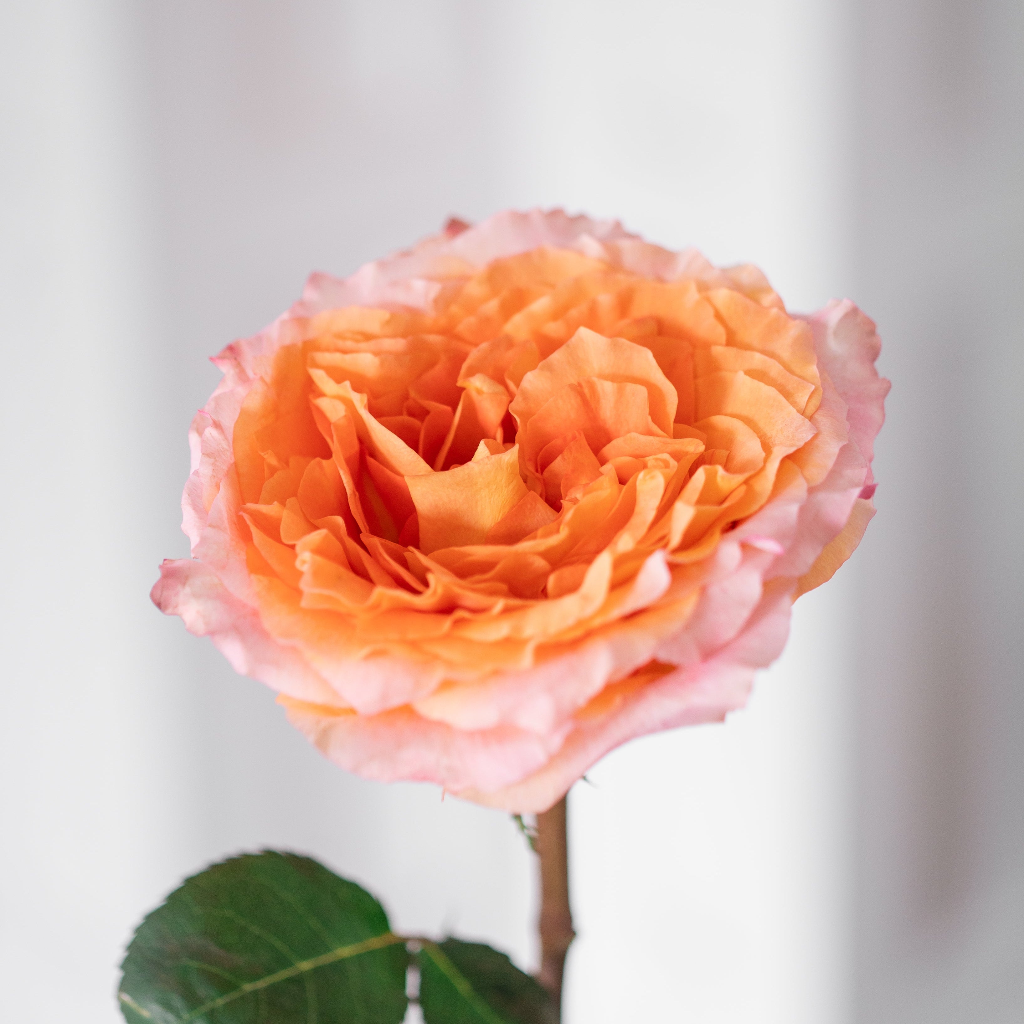 THE ROSE ARRANGEMENT