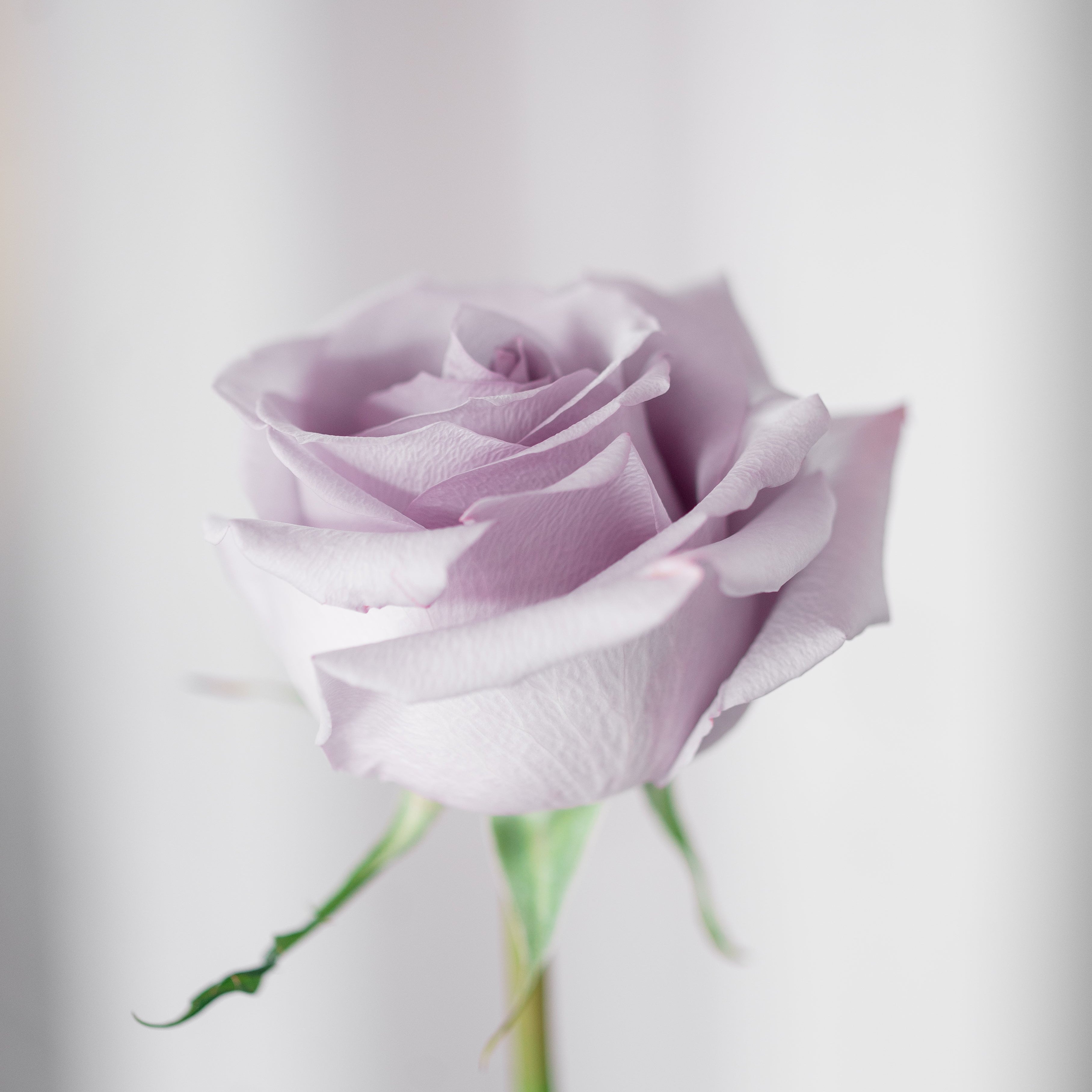 THE ROSE ARRANGEMENT