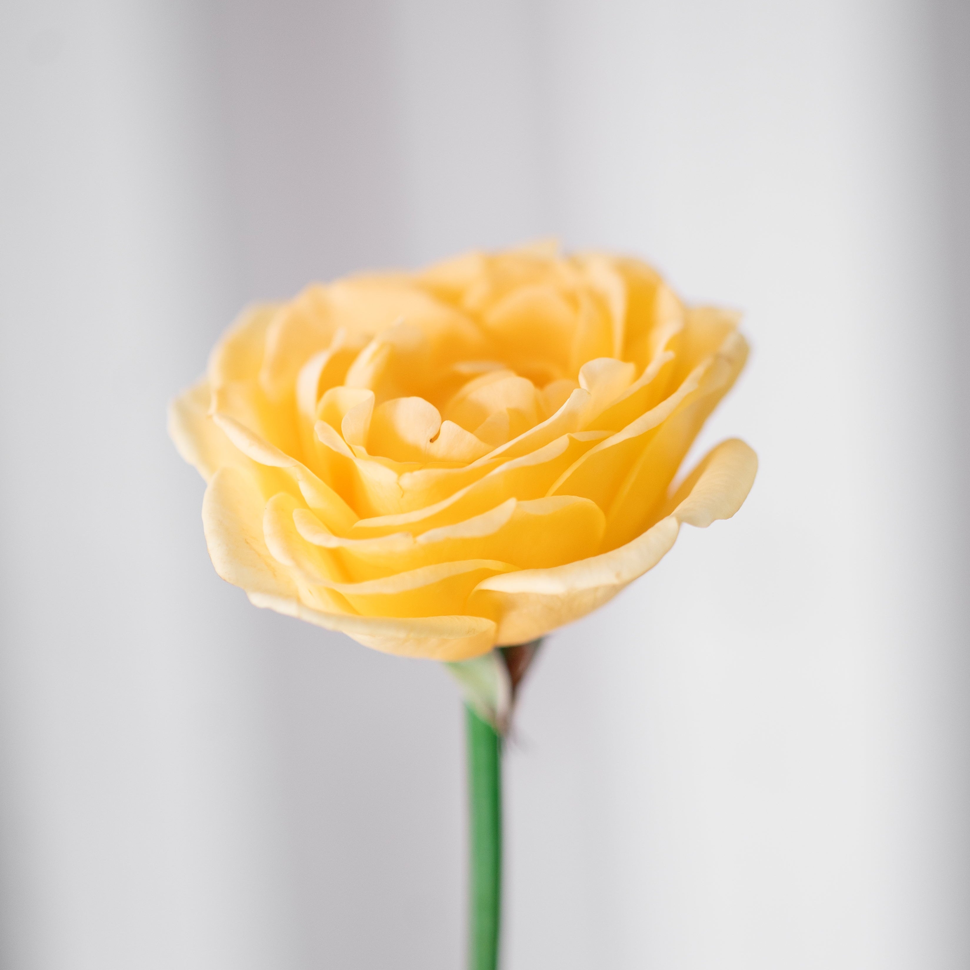 THE ROSE ARRANGEMENT