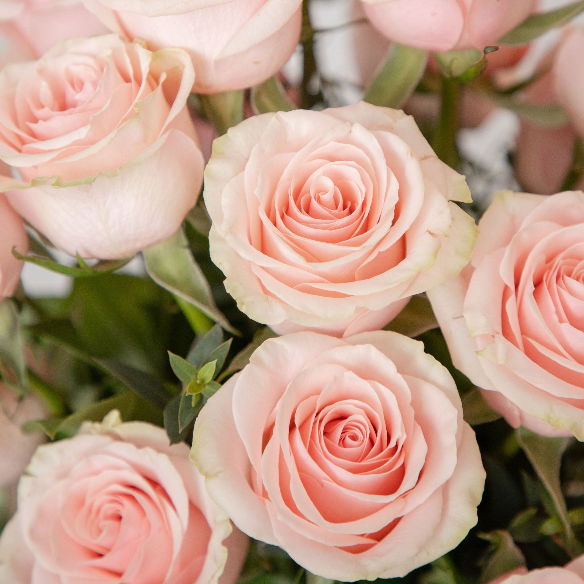 2 DOZEN ROSE ARRANGEMENT