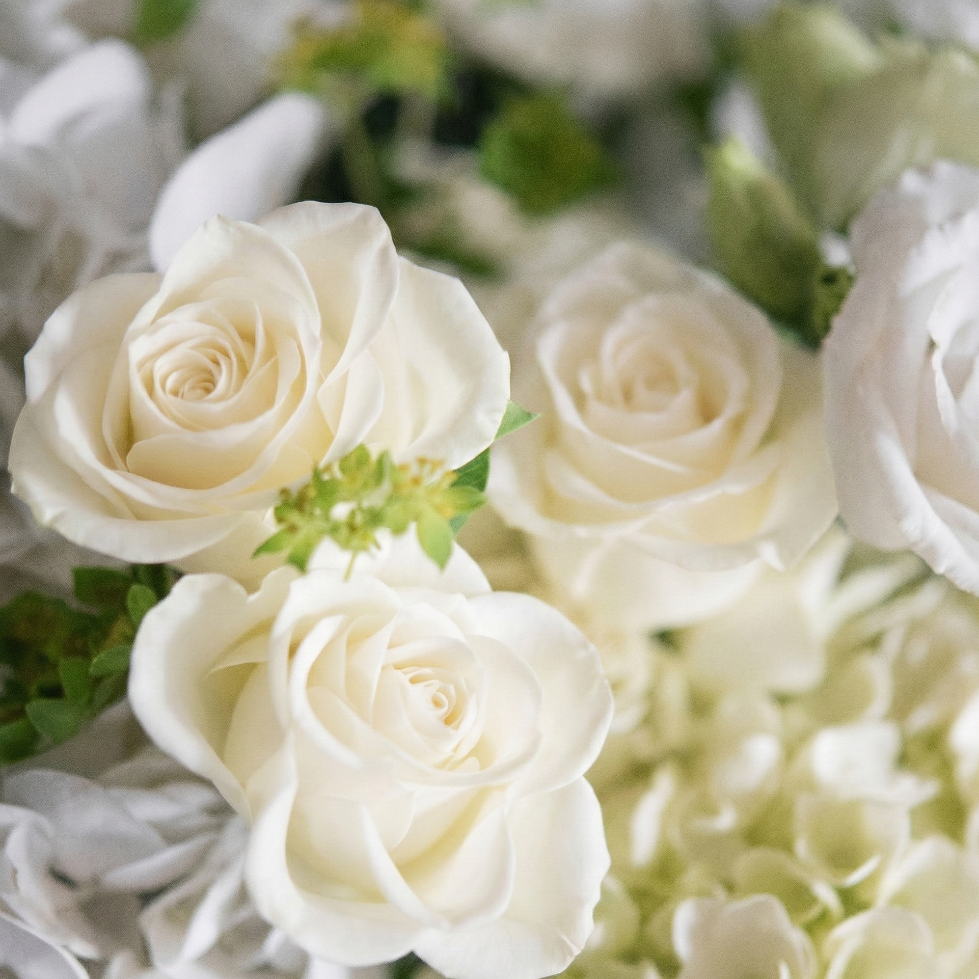 Close-up of white roses with greenery in a bouquet