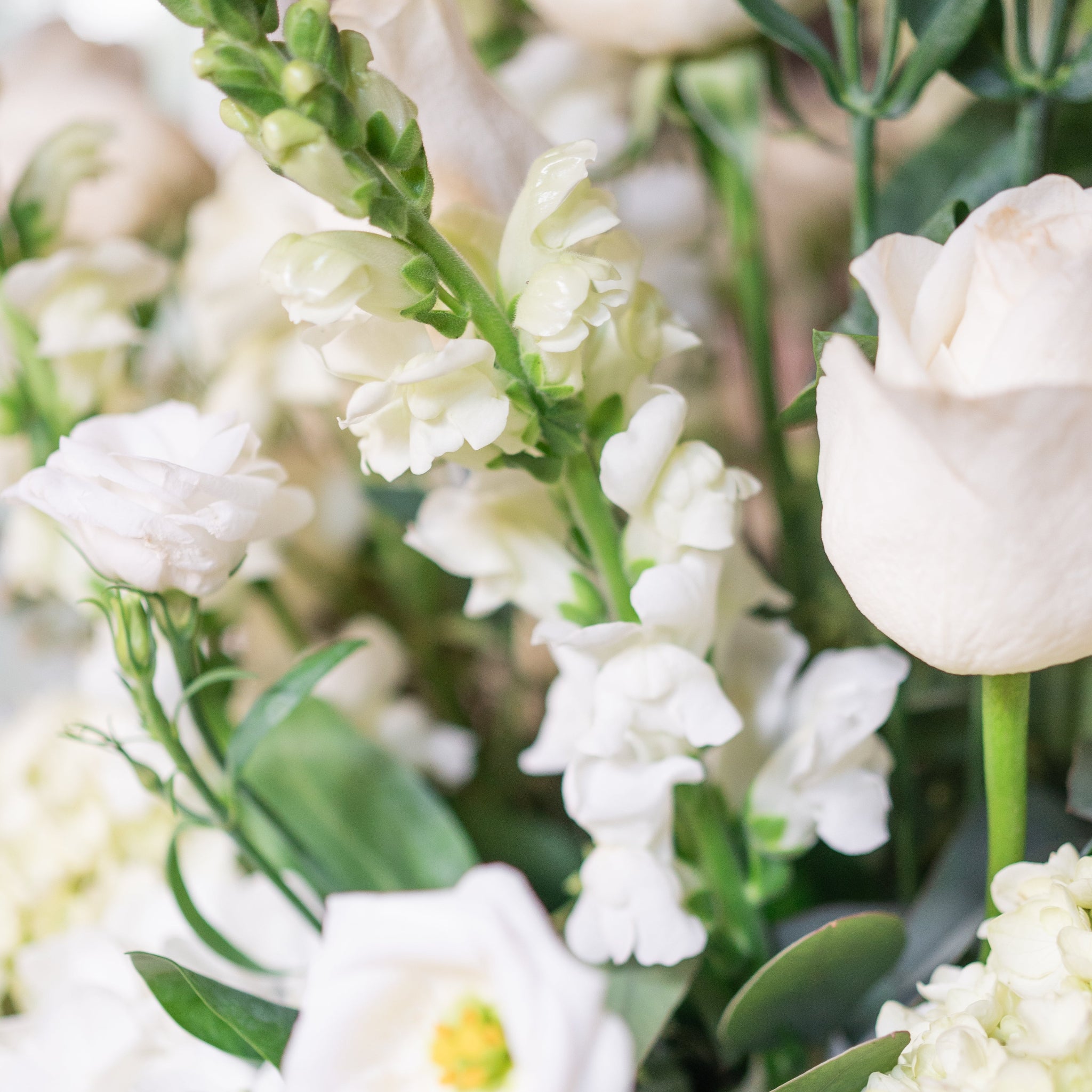 Close-up of a bouquet of white roses, snapdragons and lisianthus with green leaves