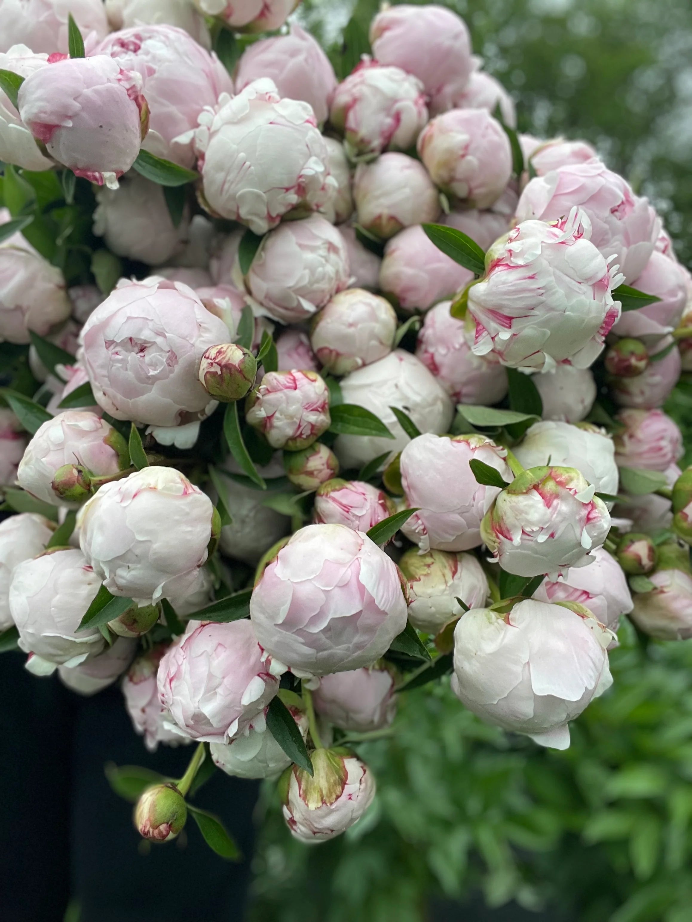 LOCAL PEONY BUNCH