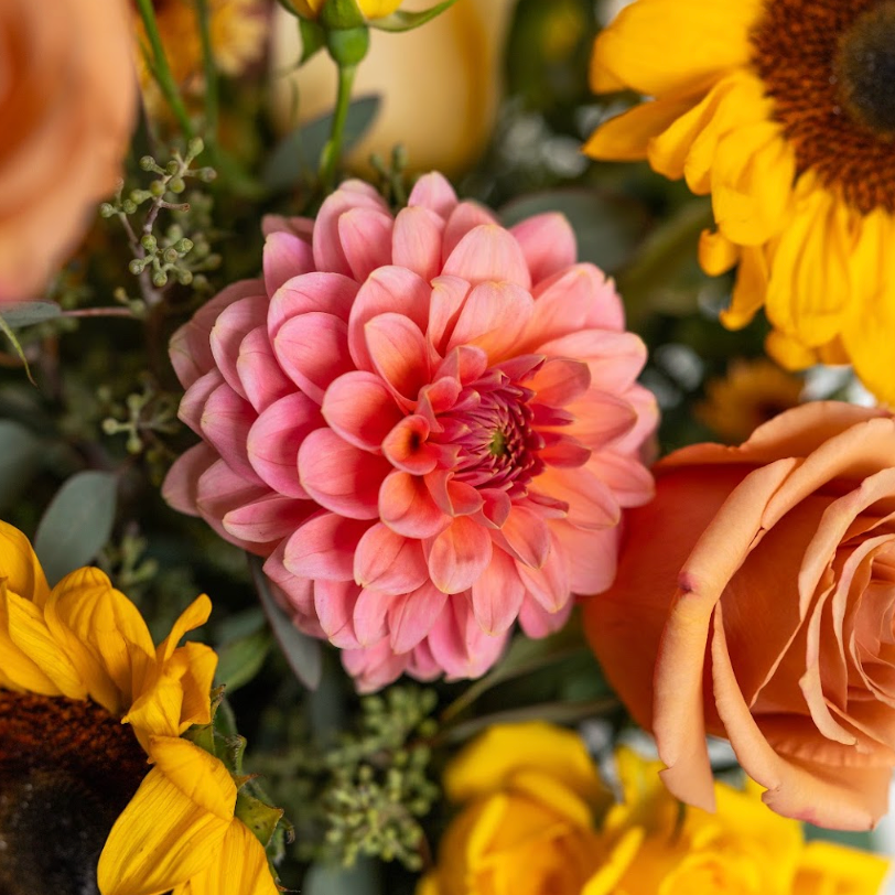pink locally grown dahlia and sunflowers from Lovebird Flowers, London Ontario